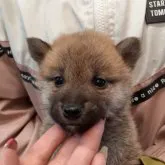 柴犬(標準サイズ)【富山県・女の子・2022年11月19日・赤】の写真5