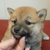 柴犬(標準サイズ)【富山県・男の子・2023年1月18日・赤】の写真5