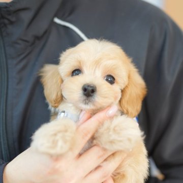 マルプー(マルチーズ×トイプードル)【埼玉県・男の子・2024年9月17日・クリーム】の写真「36回払い迄金利0❗　　久々のマルプー♡」