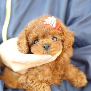 トイプードル(ティーカップ)【埼玉県・女の子・2024年9月21日・レッド】の写真「24回払い迄金利0❗　　激かわ　ティーカップ予想」