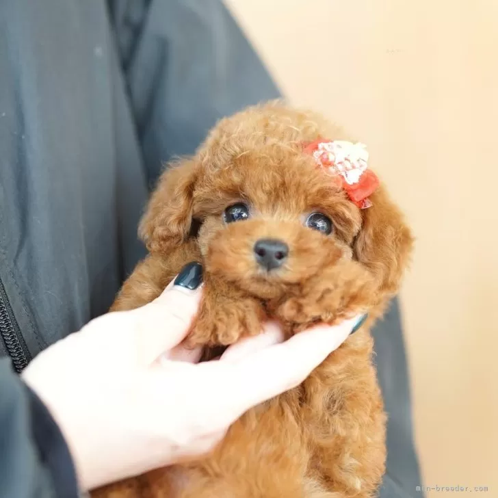 タイニープードル【埼玉県・女の子・2024年8月12日・レッド】の写真1「色々なサイズの子犬と幅広い価格帯で他にも複数頭掲載しております❗」