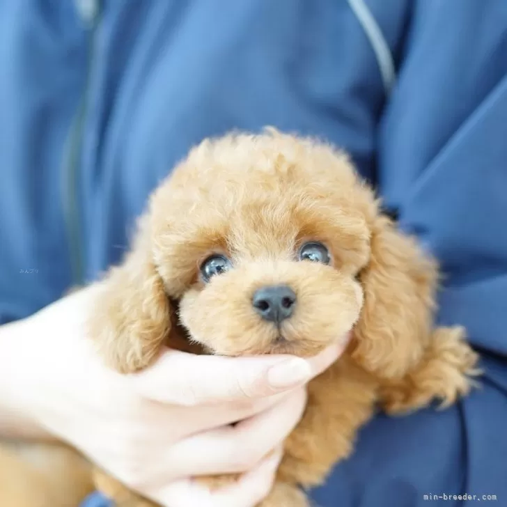 Y.A 様のお迎えした子犬