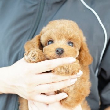 タイニープードル【埼玉県・男の子・2024年7月18日・レッド】の写真「24回払い迄金利0❗　　三大遺伝性疾患のリスク無し」