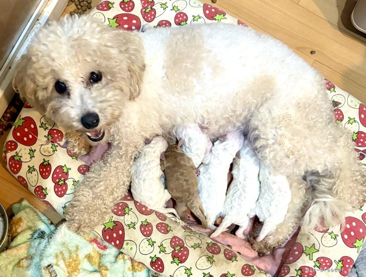 倉上愛実ブリーダーのブログ：ビションプー🐾産まれました♪💘🍀🐾