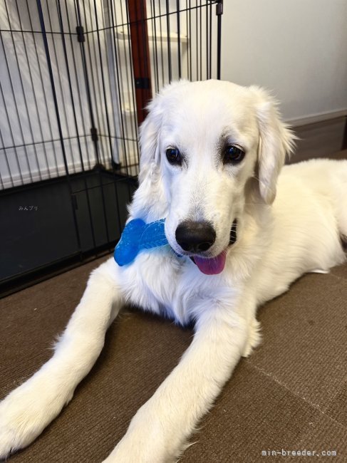 倉上愛実ブリーダーのブログ：ゴールデンの男の子🐾ご家族様からお写真頂きました♪😊