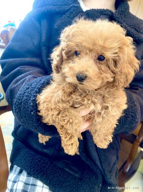 倉上愛実ブリーダーのブログ：タイニープードルの男の子♪🐾🧸🍀💘ご家族様決まりました♪