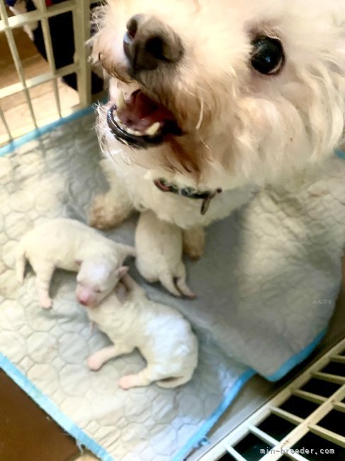 倉上愛実ブリーダーのブログ：ビションフリーゼの子犬産まれました♪🐾😊💘