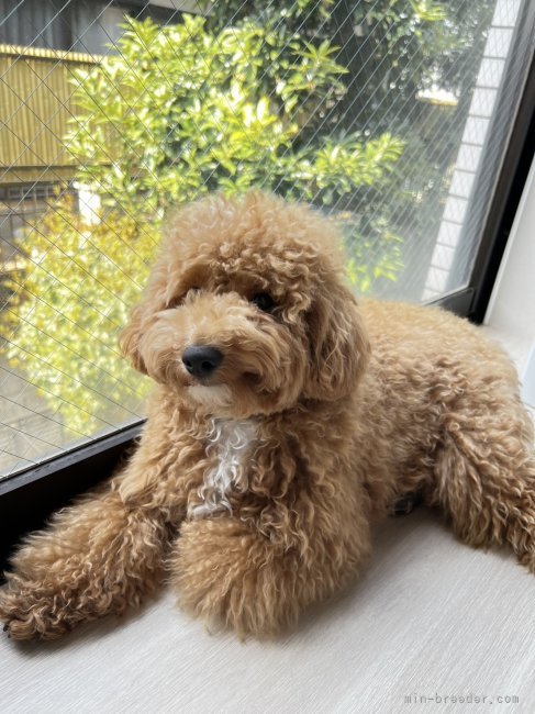 倉上愛実ブリーダーのブログ：ビジョンプー🐾の男の子1歳のお誕生日おめでとうございます♪🎉🎊🎂