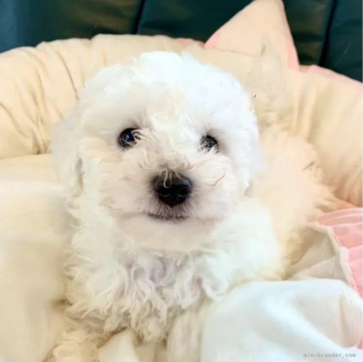 chewbacca 様のお迎えした子犬