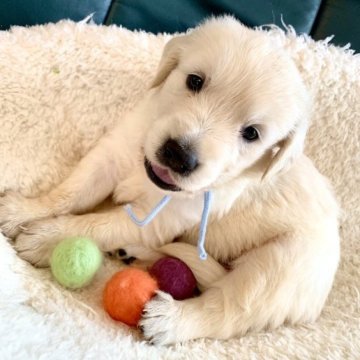 ゴールデンレトリバー【東京都・男の子・2023年8月16日・クリーム】の写真「英国系ゴールデン🐾（パパチャンピオン直子）」