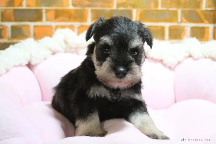 kaorun 様のお迎えした子犬