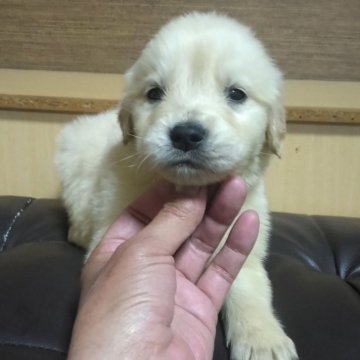 ゴールデンレトリバー【鹿児島県・男の子・2024年12月27日・クリーム】の写真「問題なく元気に成長中　クリーム色」