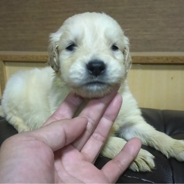 ゴールデンレトリバー【鹿児島県・男の子・2024年12月27日・クリーム。】の写真「問題なく元気に成長中　クリーム色」