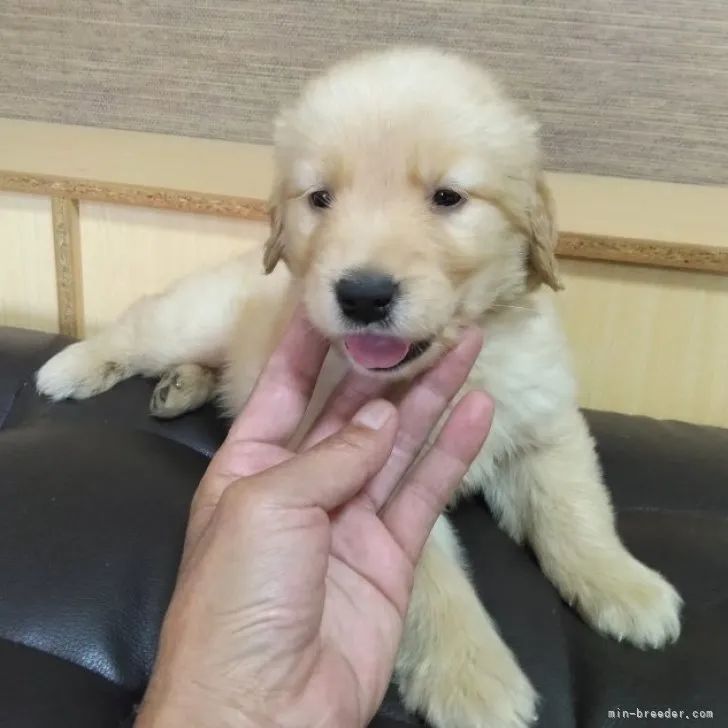 N.Y 様のお迎えした子犬