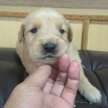 ゴールデンレトリバー【鹿児島県・男の子・2024年9月3日・ゴールド。】の写真「問題なく元気に成長中」