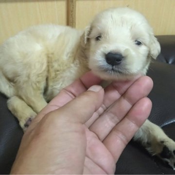 ゴールデンレトリバー【鹿児島県・男の子・2024年9月3日・ゴールド。】の写真「問題なく元気に成長中」