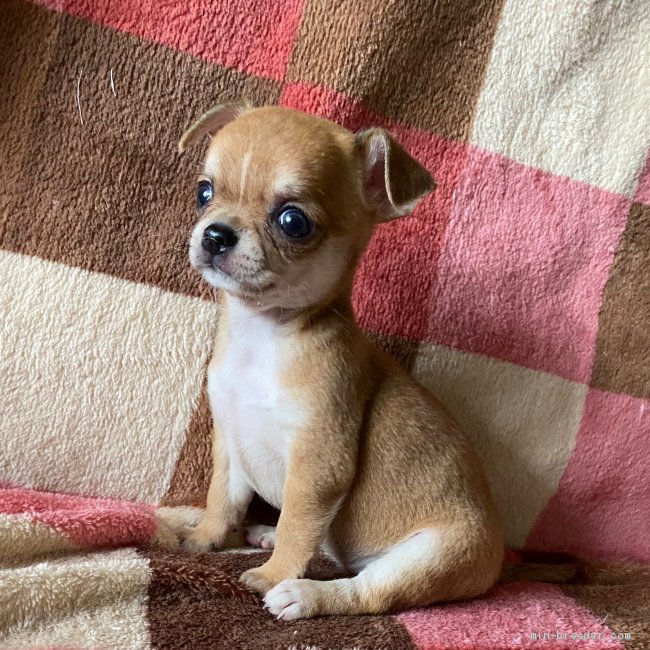 チワワ スムース 岡山県 女の子 年6月10日 フォーン とっても可愛い元気娘 みんなのブリーダー 子犬id 07