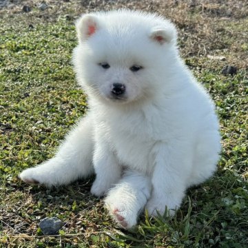 秋田犬【岐阜県・男の子・2024年10月17日・白】の写真「注目！！」