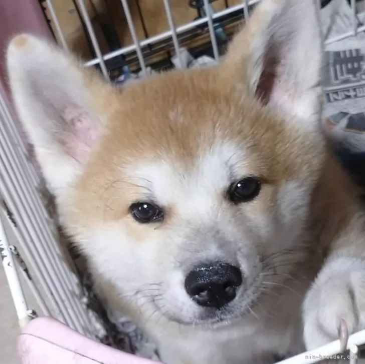 いくえまき 様のお迎えした子犬