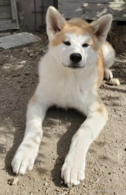 秋田犬【岐阜県・男の子・2021年5月16日・赤】の写真1