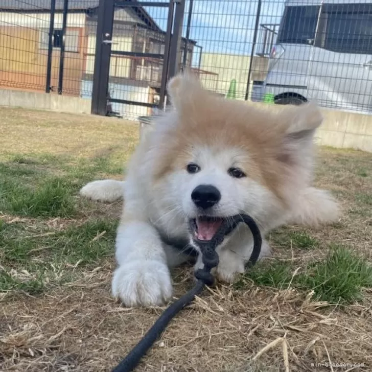 はるもも 様のお迎えした子犬