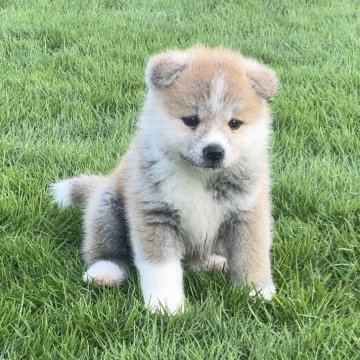 秋田犬【岐阜県・女の子・2024年8月16日・赤】の写真「激カワ‼」