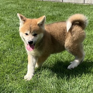 秋田犬【岐阜県・女の子・2024年7月18日・赤】の写真「見たら分かります！」