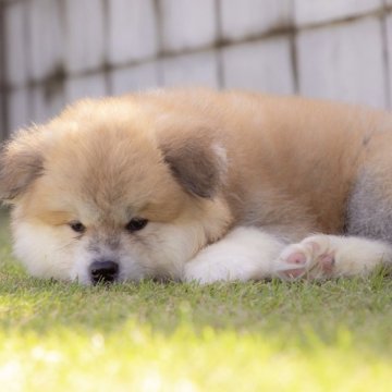 秋田犬【岐阜県・女の子・2024年9月10日・赤(長毛)】の写真「まるで動くモフモフのぬいぐるみです！」