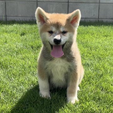 秋田犬【岐阜県・男の子・2024年7月18日・赤】の写真「見たら分かります！」