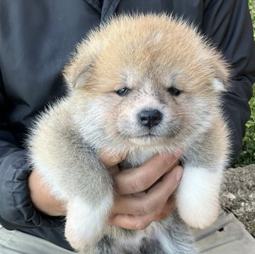 秋田犬【岐阜県・男の子・2024年4月2日・赤】の写真「見たら分かります！」