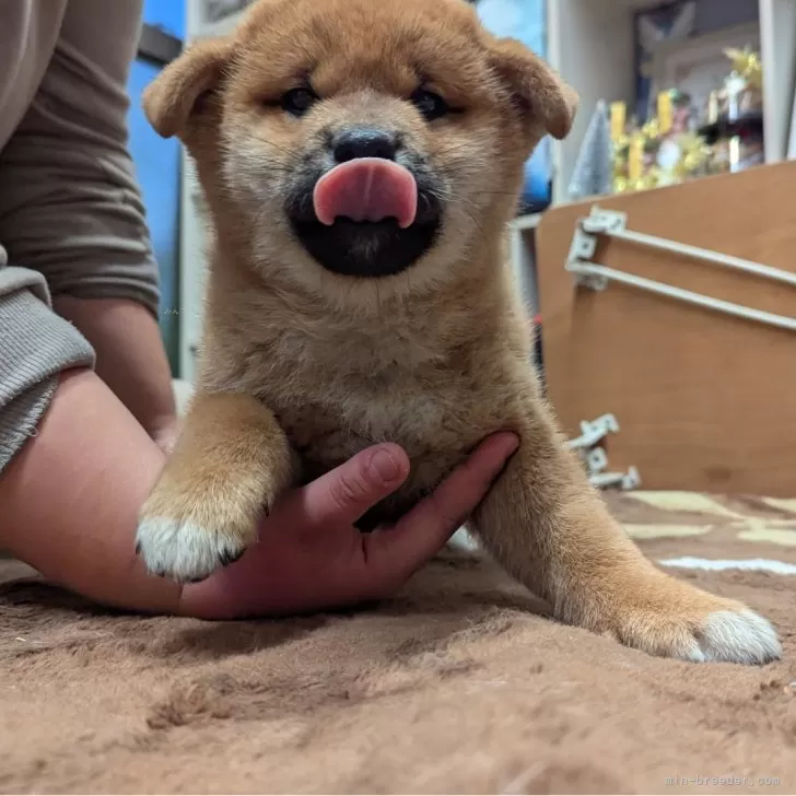 柴犬(標準サイズ)【大分県・男の子・2024年10月15日・赤】の写真1「食べるのが大好き」