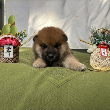 柴犬(標準サイズ)【大分県・男の子・2024年12月3日・赤】の写真「パパ似〜」