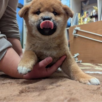 柴犬(標準サイズ)【大分県・男の子・2024年10月15日・赤】の写真「良く食べ遊び寝る　元気な男の子きっとイケメンになり」