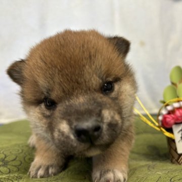 柴犬(標準サイズ)【大分県・女の子・2024年12月3日・赤】の写真「元気いっぱいな女の子」