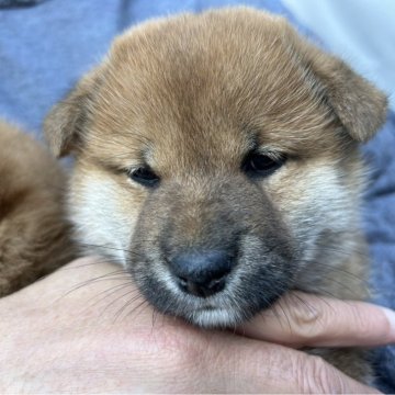 柴犬(標準サイズ)【大分県・男の子・2024年10月15日・赤】の写真「可愛い柴犬の赤ちゃん元気に成長してます。」