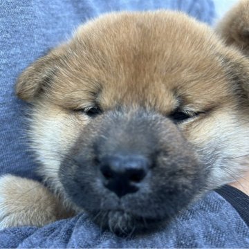 柴犬(標準サイズ)【大分県・男の子・2024年10月15日・赤】の写真「まだ赤ちゃんなんで　のんびり君です。」