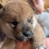 柴犬(標準サイズ)【大分県・男の子・2024年10月15日・赤】の写真1「イケメンになりますよ」