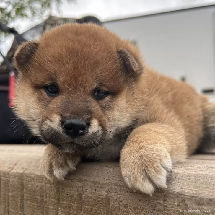 柴犬(標準サイズ)【大分県・男の子・2024年3月31日・赤】の写真1