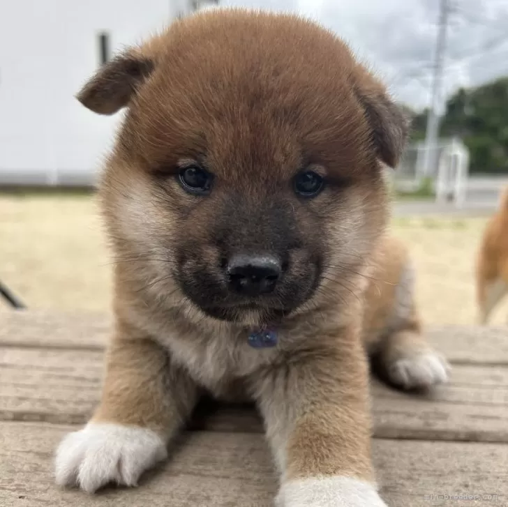 柴犬(標準サイズ)【大分県・男の子・2024年3月31日・赤】の写真1