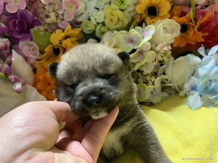 柴犬(標準サイズ)【大分県・男の子・2021年1月18日・赤】の写真1「笑ってる⁉︎にっこり😊」