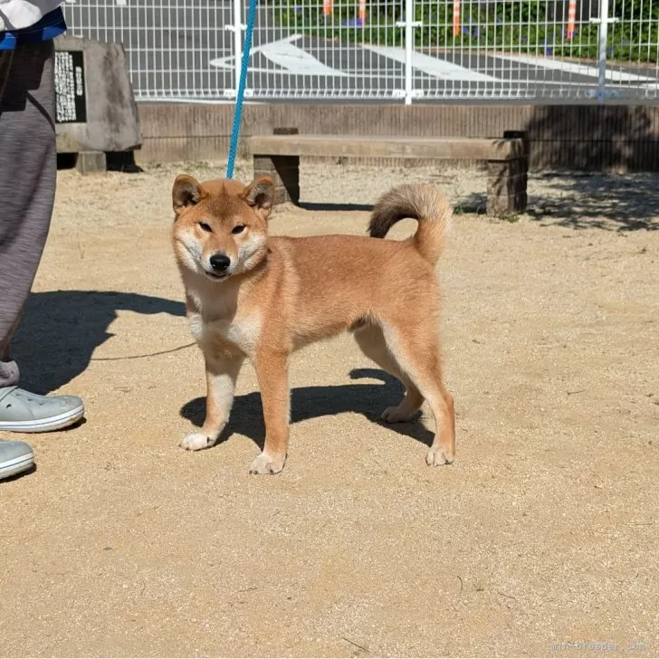 柴犬(標準サイズ)【大分県・男の子・2024年5月9日・赤】の写真1「イケメン柴になりました。」