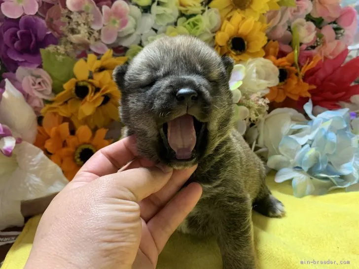 柴犬(標準サイズ)【大分県・男の子・2021年1月18日・ゴマ,ごま,胡麻】の写真1「大きなあくび🥱」