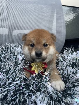 柴犬(標準サイズ)【大分県・男の子・2022年10月1日・赤】の写真「まん丸顔でイケメン君✨」