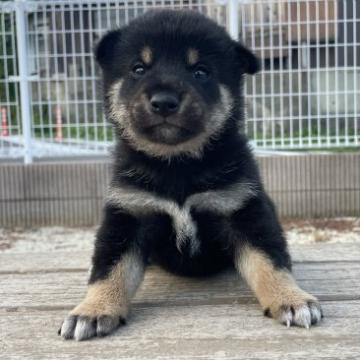 柴犬(標準サイズ)【大分県・男の子・2022年9月3日・黒】の写真「まん丸瞳の黒柴くん✨
4兄弟の末っ子💓」