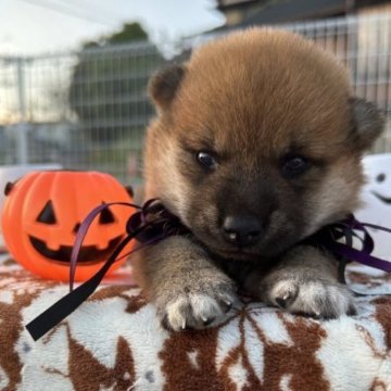 柴犬(標準サイズ)【大分県・男の子・2023年9月1日・赤】の写真「綺麗な赤毛の美男子⭐︎」