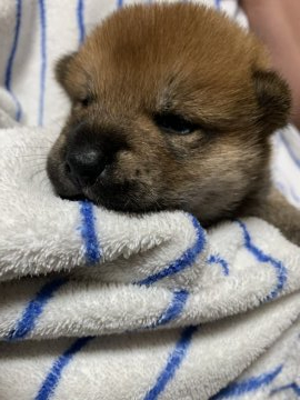 柴犬(標準サイズ)【大分県・女の子・2020年9月4日・赤】の写真「お母さんにとても似た、美人さんで美しい赤毛です」