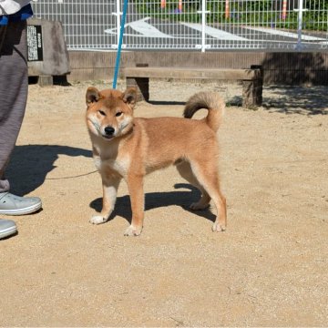 柴犬(標準サイズ)【大分県・男の子・2024年5月9日・赤】の写真「元気いっぱい走り回る男の子」