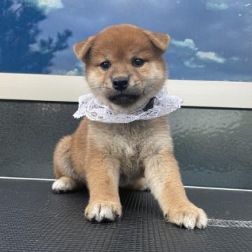 柴犬(標準サイズ)【大分県・女の子・2022年8月27日・赤】の写真「濃い赤毛の女の子💓
お写真更新しました^ ^」