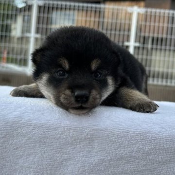 柴犬(標準サイズ)【大分県・男の子・2023年4月15日・黒】の写真「お父さんそっくりな可愛い男の子⭐️」