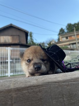 柴犬(標準サイズ)【大分県・男の子・2022年9月3日・赤】の写真「お母さんに似た赤毛が可愛い男の子⭐️」